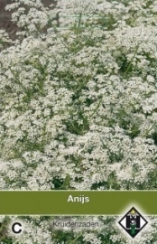 Pimpinella anisum, Anijs