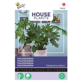 Philodendron selluom - Kamerplant