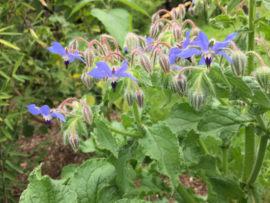 Borage komkommerkruid blauw en wit, Borago officinalis