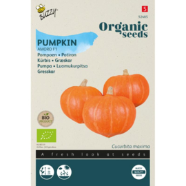Pompoen hokkaido 'Amoro F1', Cucurbita maxima Biologisch