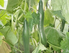 Komkommer 'Improved Telegraph', Cucumis sativus Biologisch