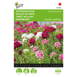 Dianthus barbatus enkelbloemig mix, Duizendschoon