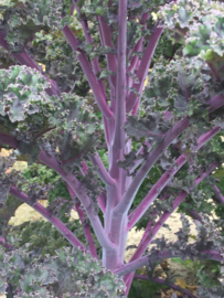 Boerenkool rode 'Redbor F1', Brassica oleracea var. laciniata