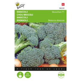 Broccoli 'Marathon F1', Brassica oleracea var. cymosa