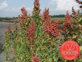 Quinoa Gierstmelde, Chenopodium quinoa Biologisch