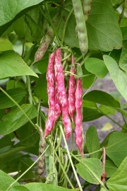 Stokdroogboon 'Stokkievitsboon', Phaseolus  vulgaris Biologisch