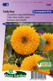 Helianthus annuus 'Teddy Bear', Zonnebloem dwerg