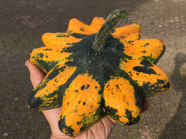 Patisson 'Glow F1', Cucurbita pepo