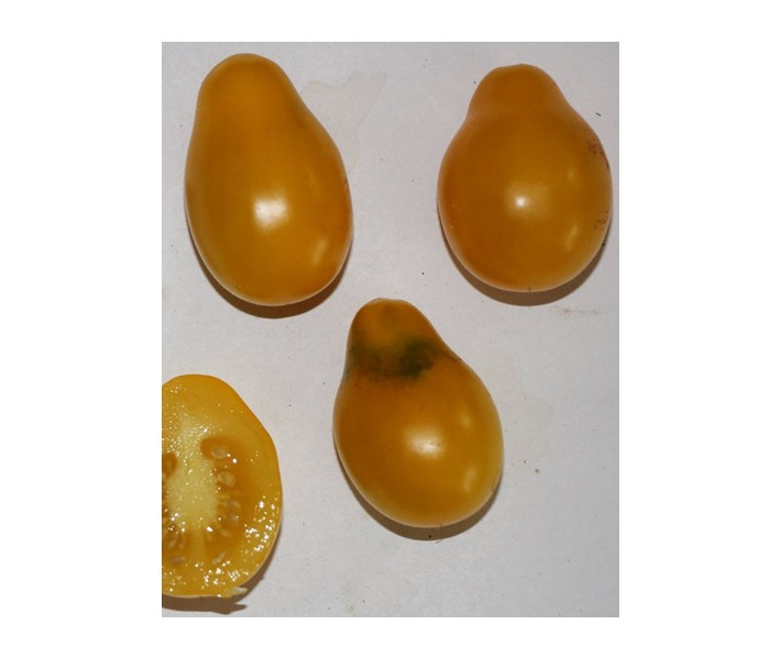 Cherrytomaat 'Japanese Golden Pear', Solanum lycopersicum