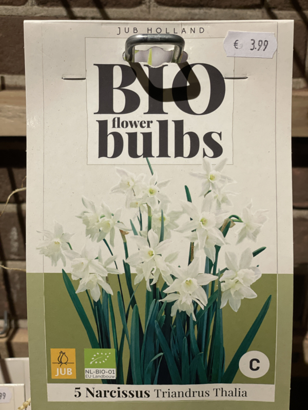 Narcissus botanisch triandrus 'Thalia' Biologisch