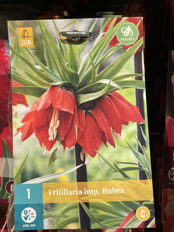 Fritillaria imperialis 'Rubra' - Keizerskroon