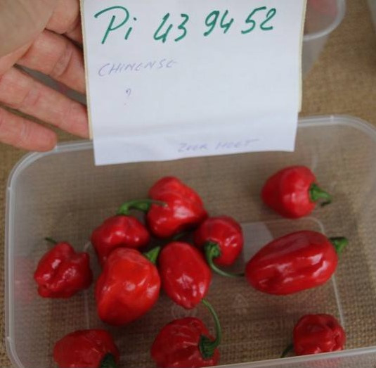 Peper 'Habanero Pi 439452', Capsicum chinense