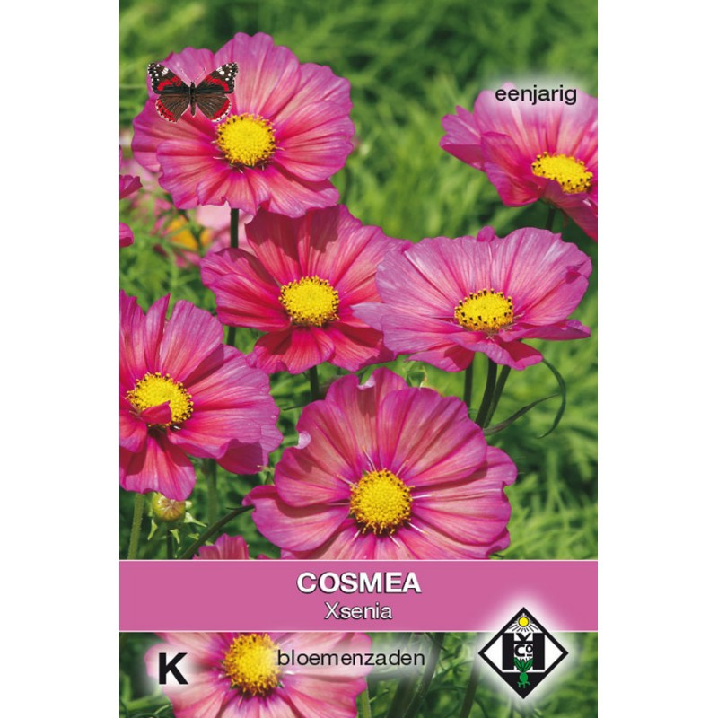 Cosmos bipinnatus 'Xsenia', Cosmea