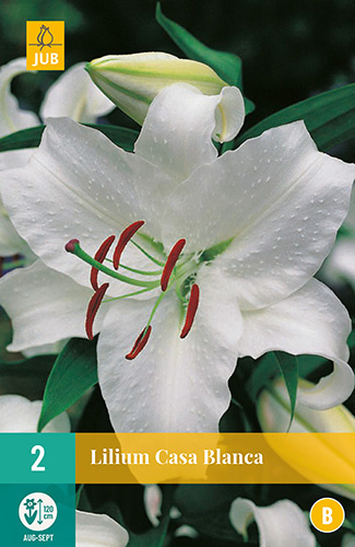 Lilium orientalis 'Casa Blanca'