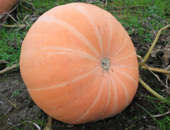 Pompoen 'Jaune de Paris' / 'Gele Centenaar', Cucurbita maxima