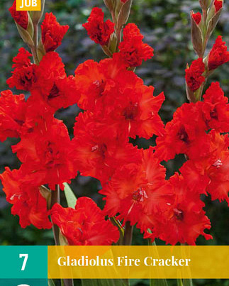 Gladiolus large flowering 'Fire Cracker' - Gladiool