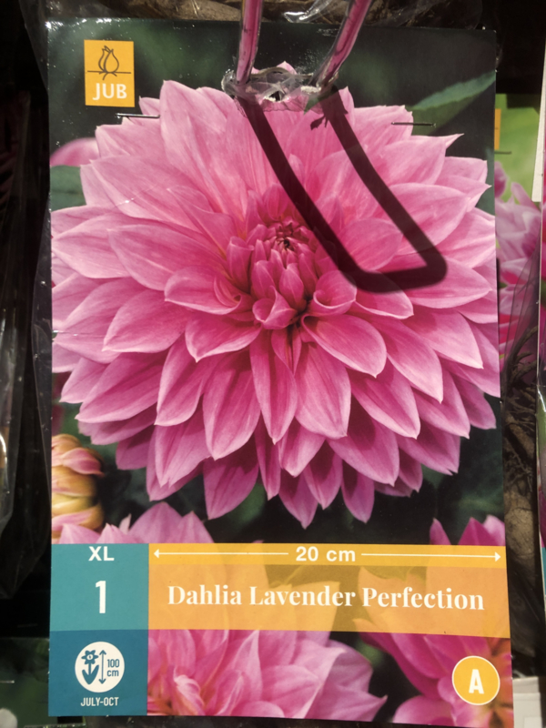 Dahlia decorative 'Lavender Perfection'