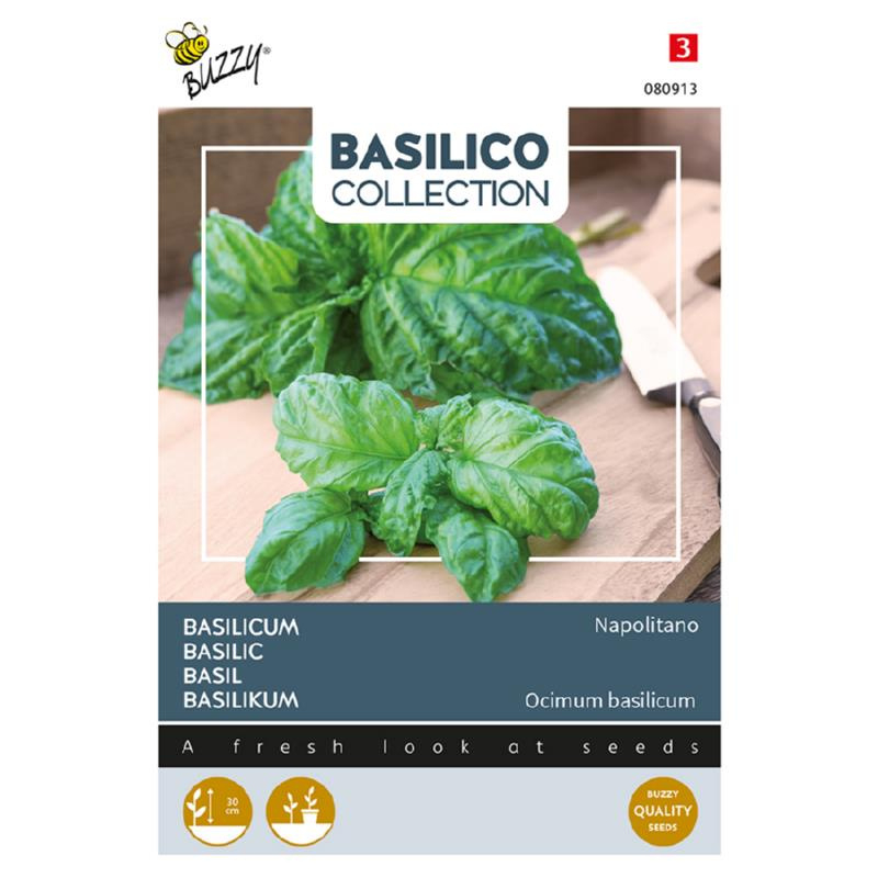 Basilicum slabladerig 'Napolitano', Ocimum basilicum