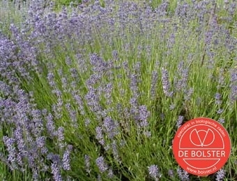 Lavendel, Lavandula angustifolia Biologisch