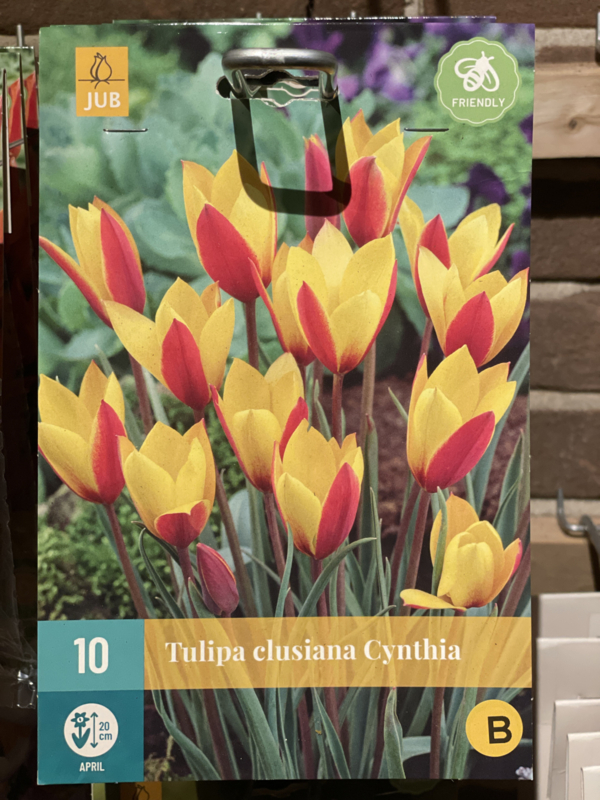 Tulipa botanisch clusiana 'Cynthia'