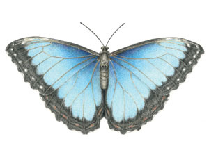 Dubbele kaart vlinder Morpho