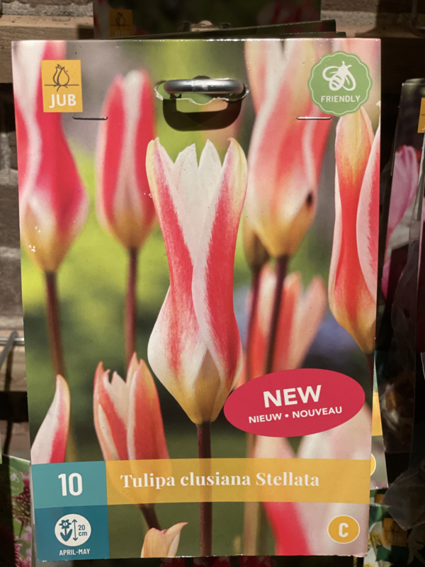 Tulipa botanisch clusiana 'Stellata'