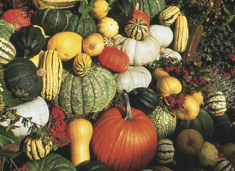 Pompoen eetbare mix 'Mixture Big', Cucurbita maxima/moschata/pepo