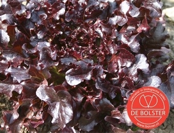 Eikenbladsla pluksla 'Red Salad Bowl', Lactuca sativa Biologisch