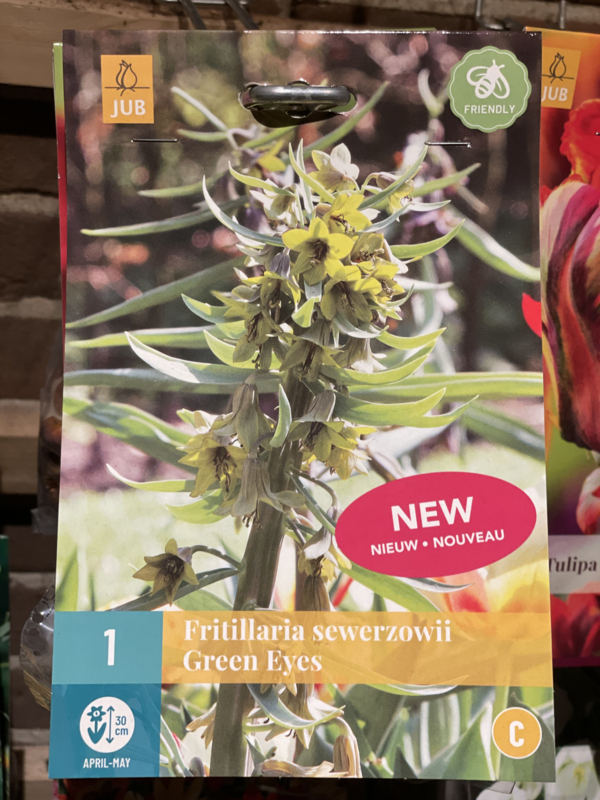 Fritillaria sewerzowii 'Green Eyes' - Keizerskroon groen