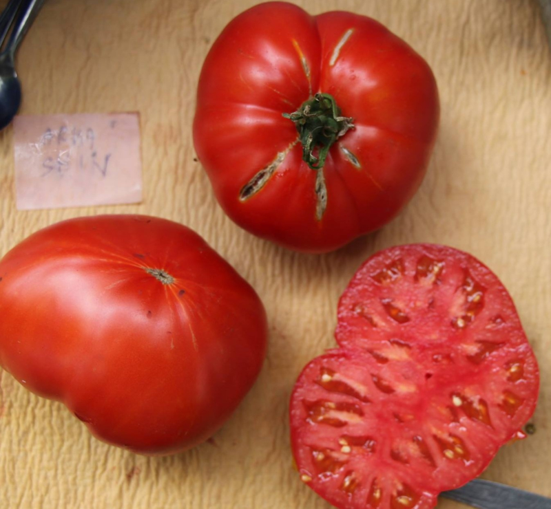 Tomaat vleestomaat 'Arkashin', Solanum lycopersicum