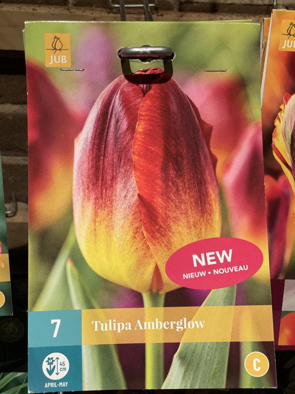 Tulipa triumph 'Amberglow'