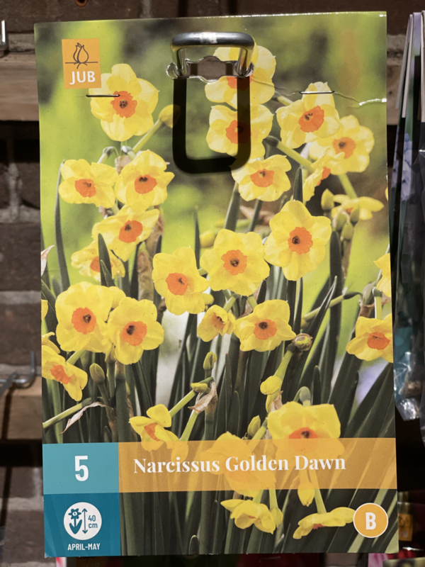 Narcissus botanisch tazetta 'Golden Dawn'