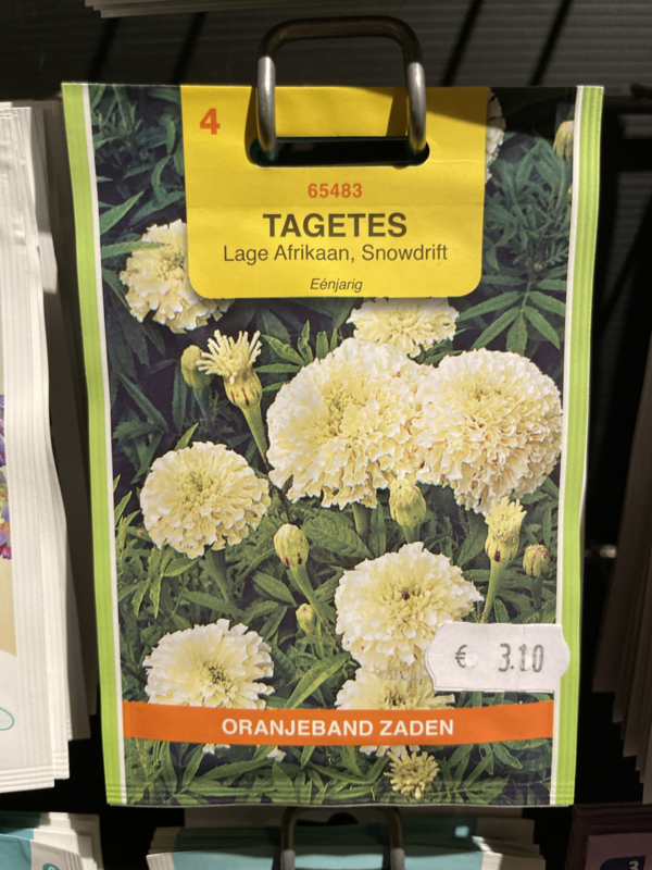 Tagetes erecta nana 'Snowdrift', Afrikaantje wit