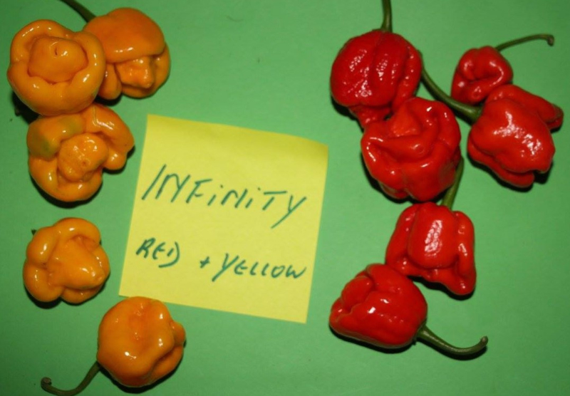 Peper '7 Pot Infinity Red', Capsicum chinense