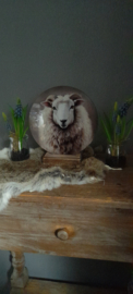 Glasplaat schaap