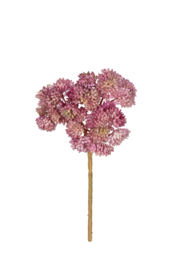 Sedum oud roze