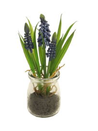 Blauwe druifjes in glas