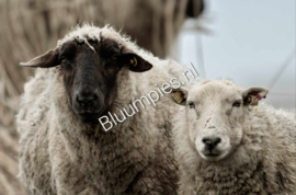Ansichtkaart schaap.