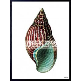 Vanilla Fly Poster - Rood Groene schelp - 20x25 cm