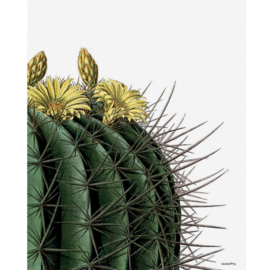 Vanilla Fly Poster - Big Cactus - 30x40 cm
