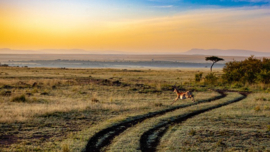 A0164 --16mm-- Wild, Wild World of Animals , The Badlands prachtige natuur documentaire van ca 30 minuten, mooi van kleur Engels gesproken, compleet op spoel en in doos