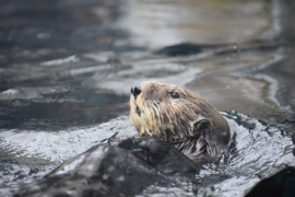 A0200 --16mm Zee Otters prachtige natuurfilm in kleur, Duits gesproken ca.120 meter op spoel en in doos