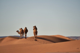 A0107 --16mm-- Reis door de Sahara, prachtige documentaire van ca.18 minuten mooi van kleur en duits commentaar, compleet op spoel en in doos