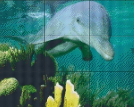 PE 0087 Dolfijn