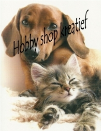 SS 0179 Hond en kat