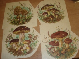 Transfer: Assortiment paddestoelen