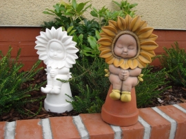 D 1429 Sunflowerbaby praying