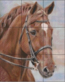 PE 0143 Paard