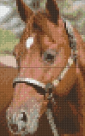 SS 0155 Bruin paard met halster