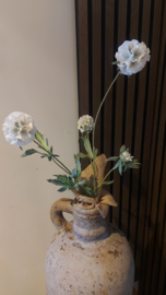 Scabiosa wit